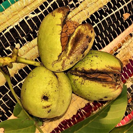 Penzion Pod Orechom Turčianske Teplice エクステリア 写真